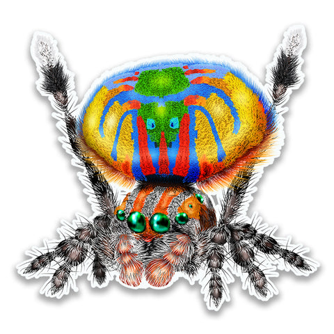 Peacock Spider Maratus Volans Die-Cut Magnet for Refrigerator, Helmet, Locker or Car 3x3 Inches