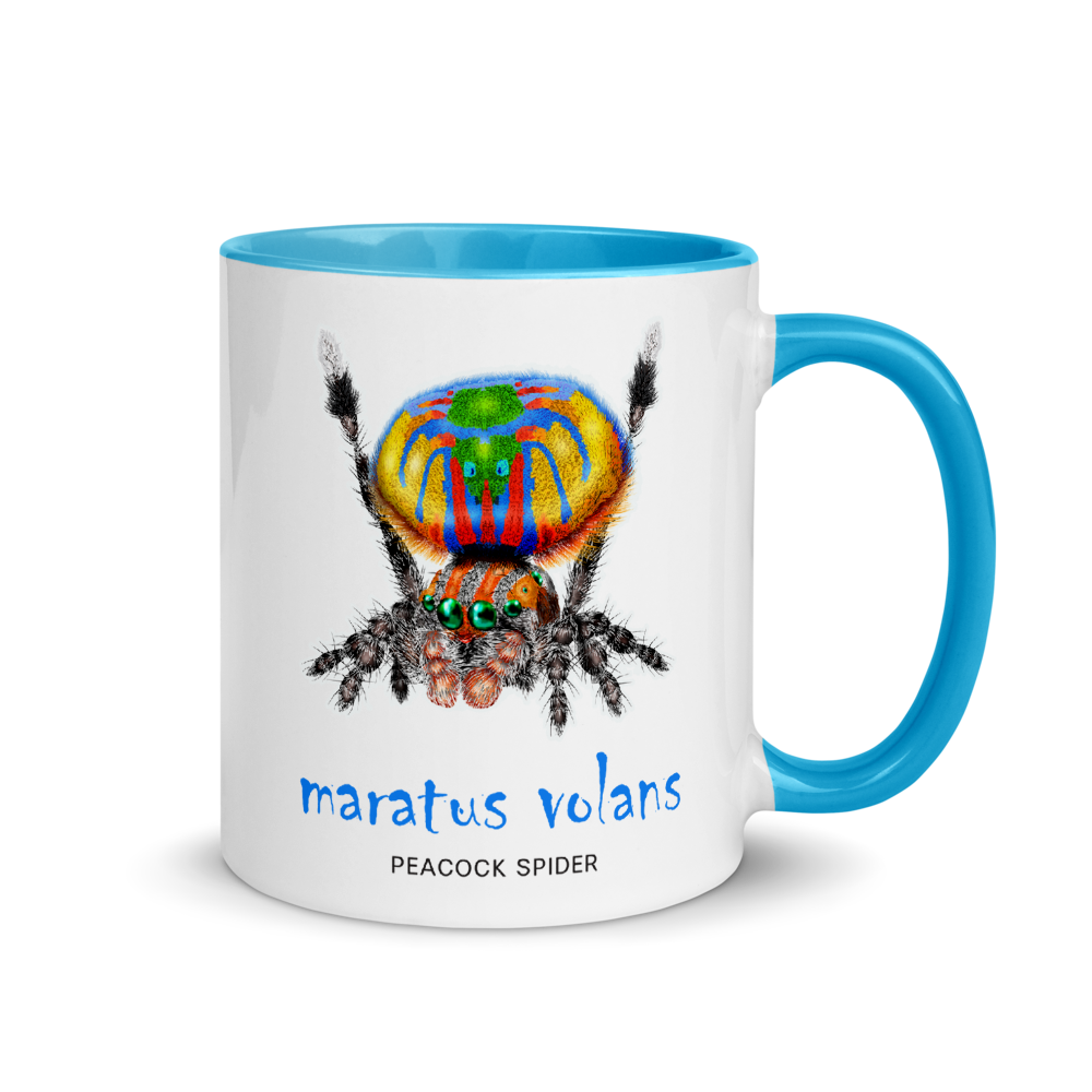 'Maratus Volans' Peacock Spider 11 oz. Mug -has Blue Colored Inside
