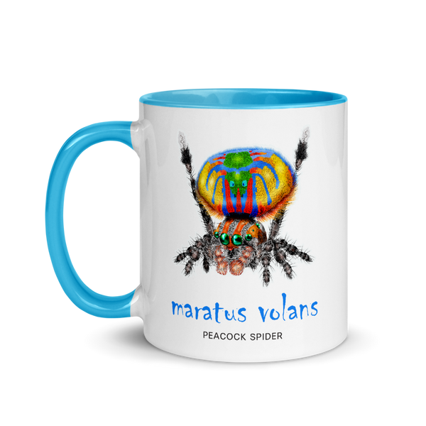 'Maratus Volans' Peacock Spider 11 oz. Mug - with Blue Colored Inside and on Handle